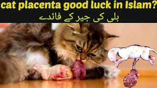 cat placenta good luck