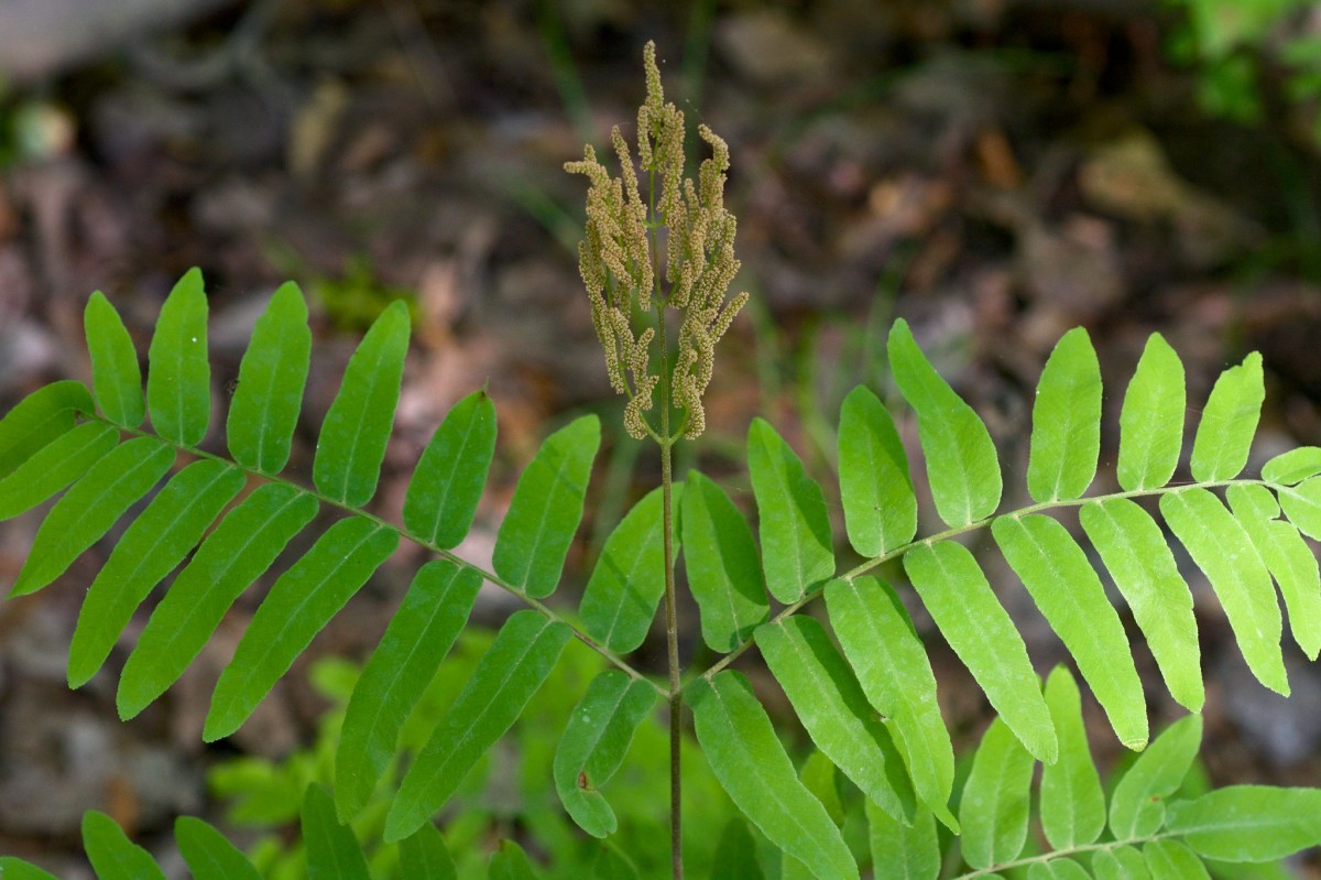 royal fern