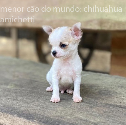 mini chihuahua