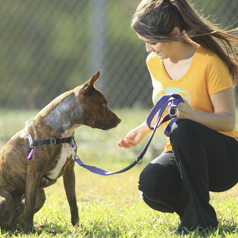 rspca volunteering