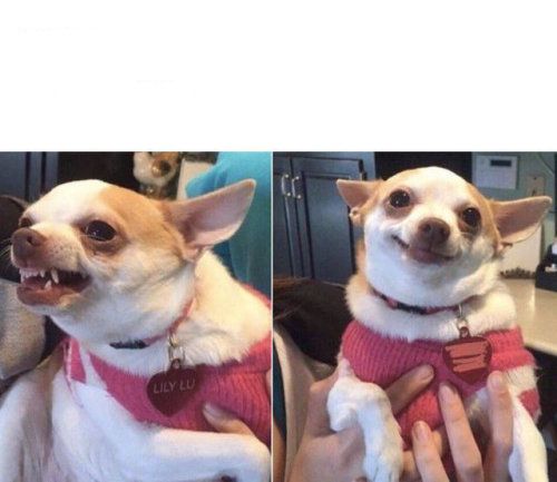 meme chihuahua