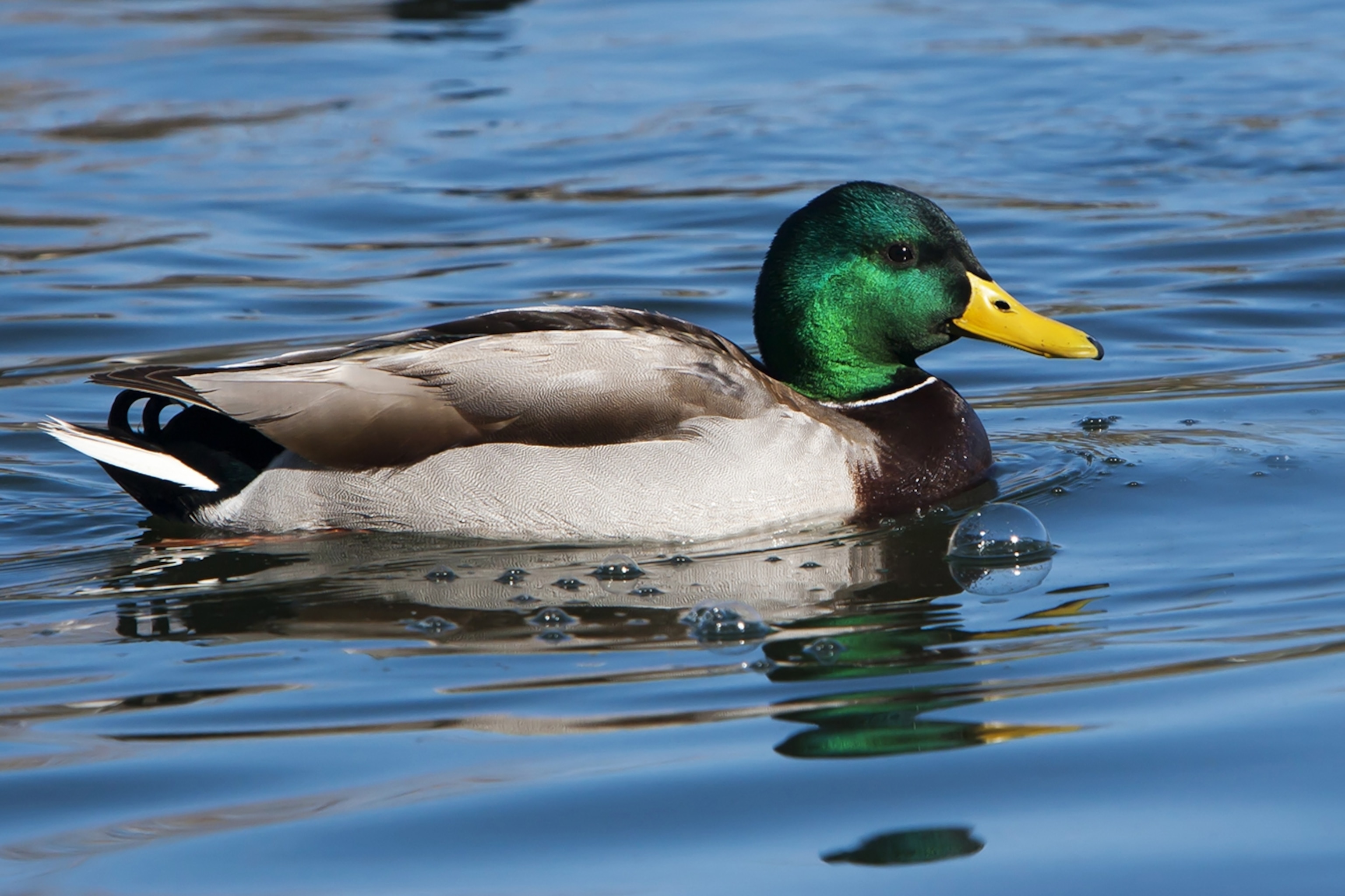 mallard duck pictures