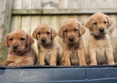 labrador puppies for sale leeds