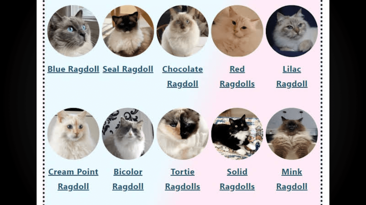 rarest ragdoll color