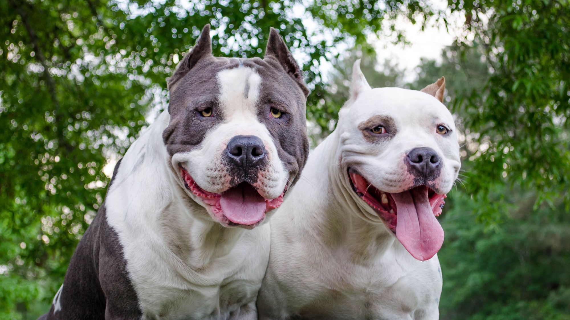 american pitbull terrier vs american staffordshire terrier