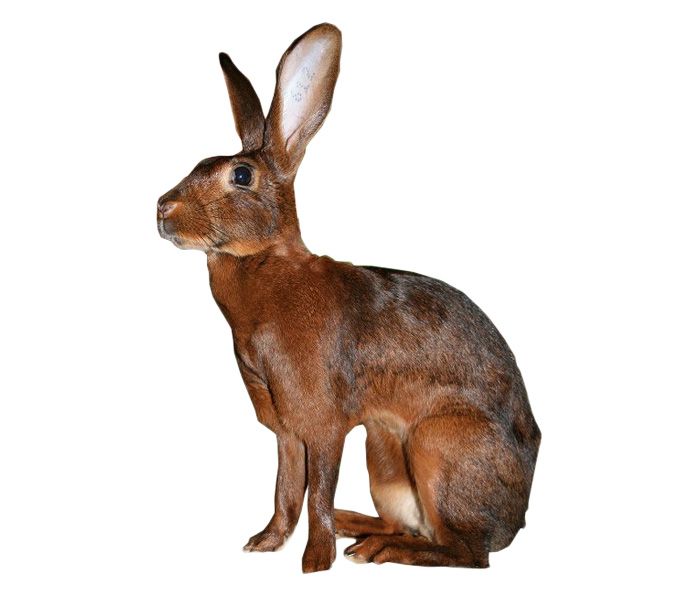 belgian hare rabbit for sale