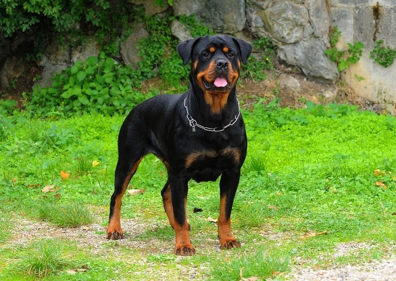 how much is rottweiler dog