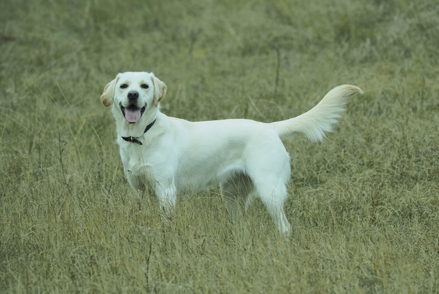 labrador and retriever cross