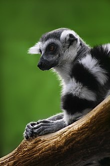 tipos de primates wikipedia