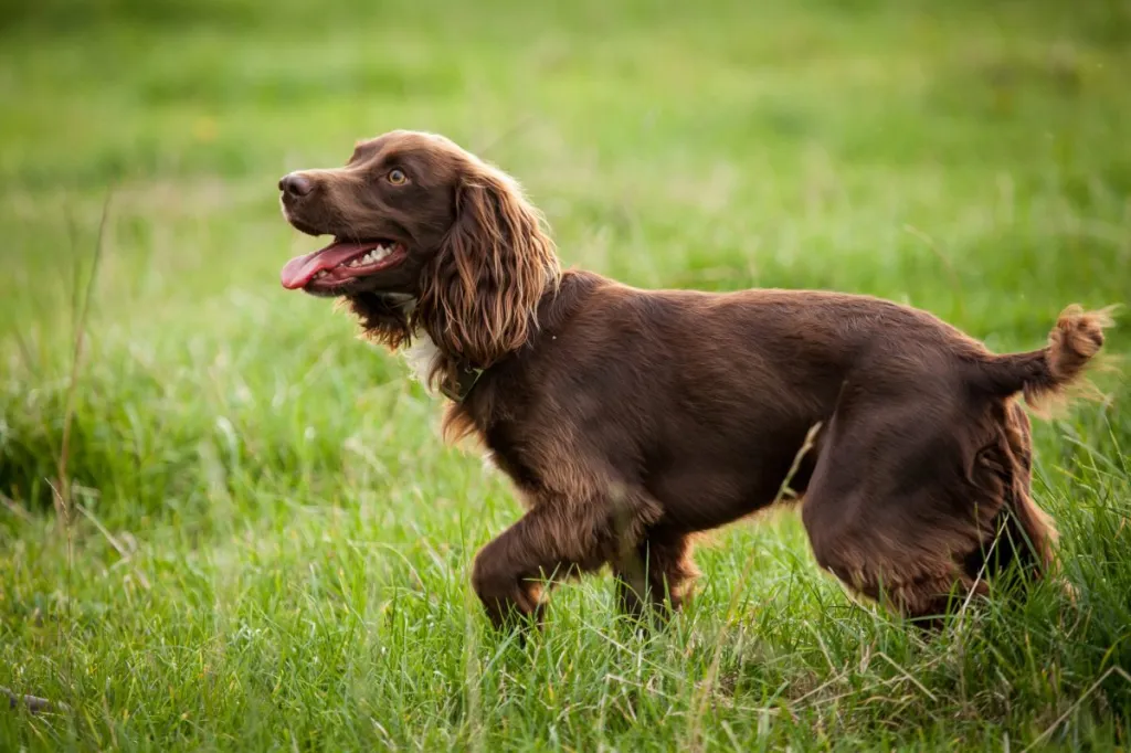 boykin spaniel pictures