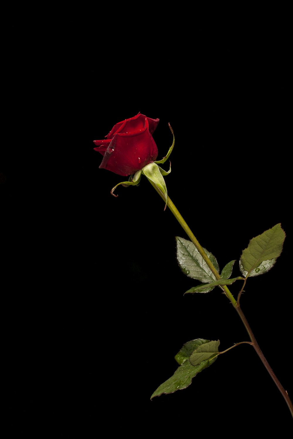 single red rose image