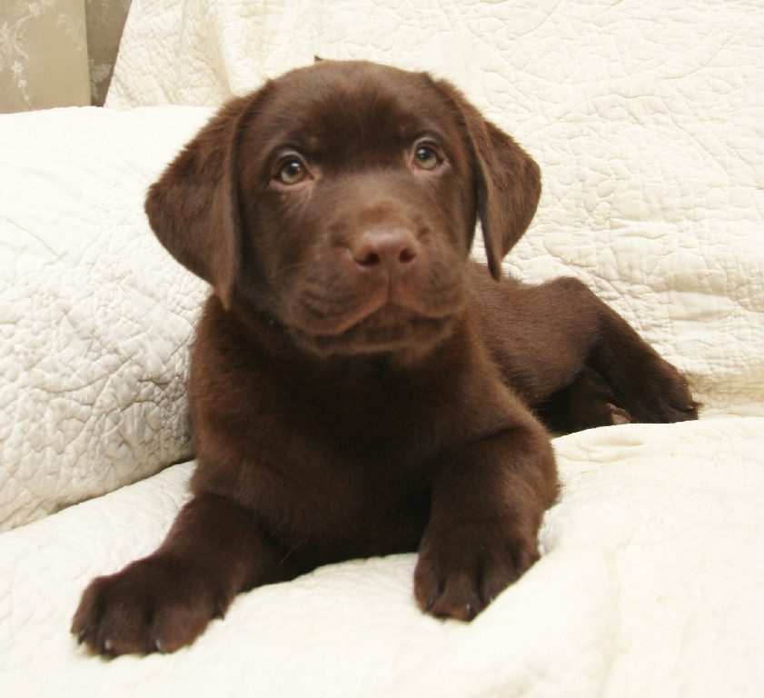 chocolate lab retriever puppies for sale