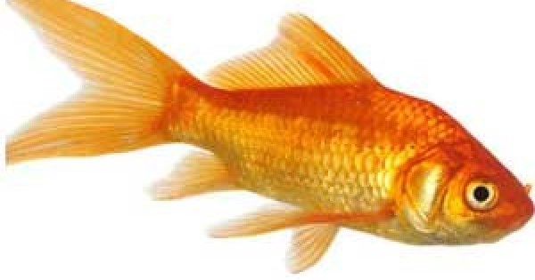 pic of a goldfish