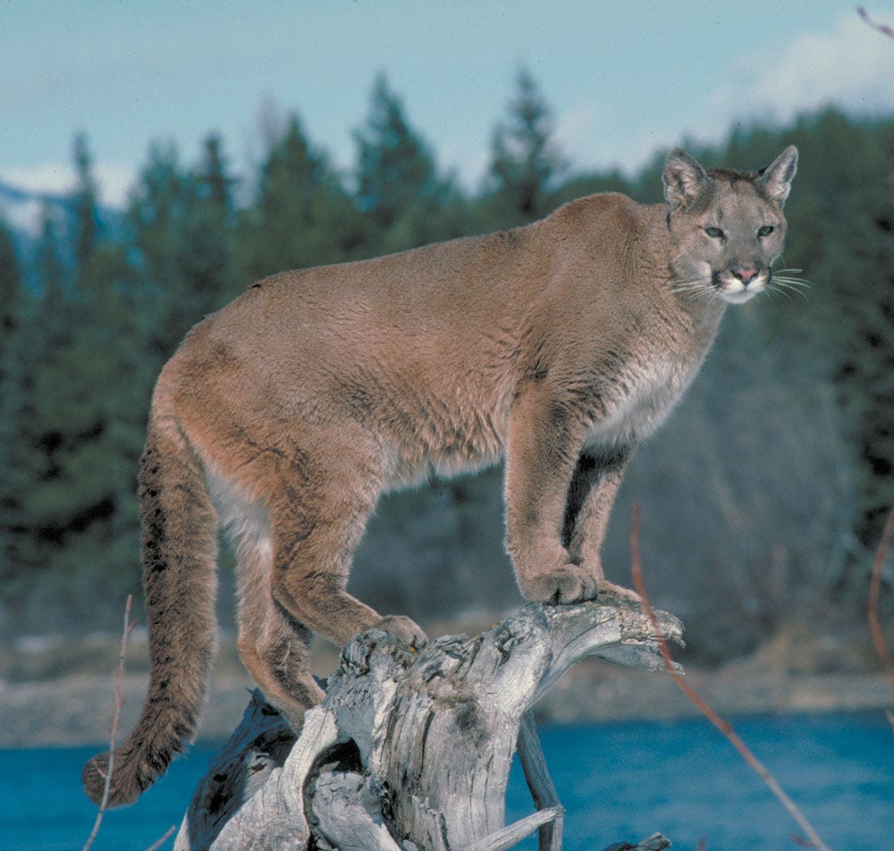 mountain lion new york