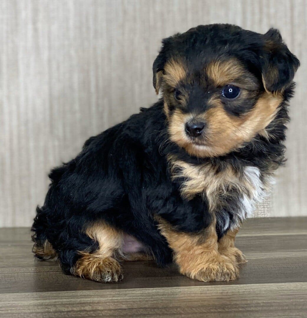 yorkiepoo puppies for sale near me