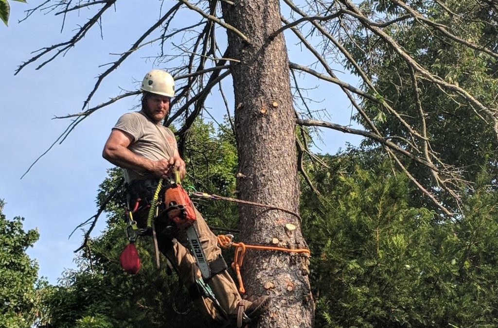 tree removal services near me