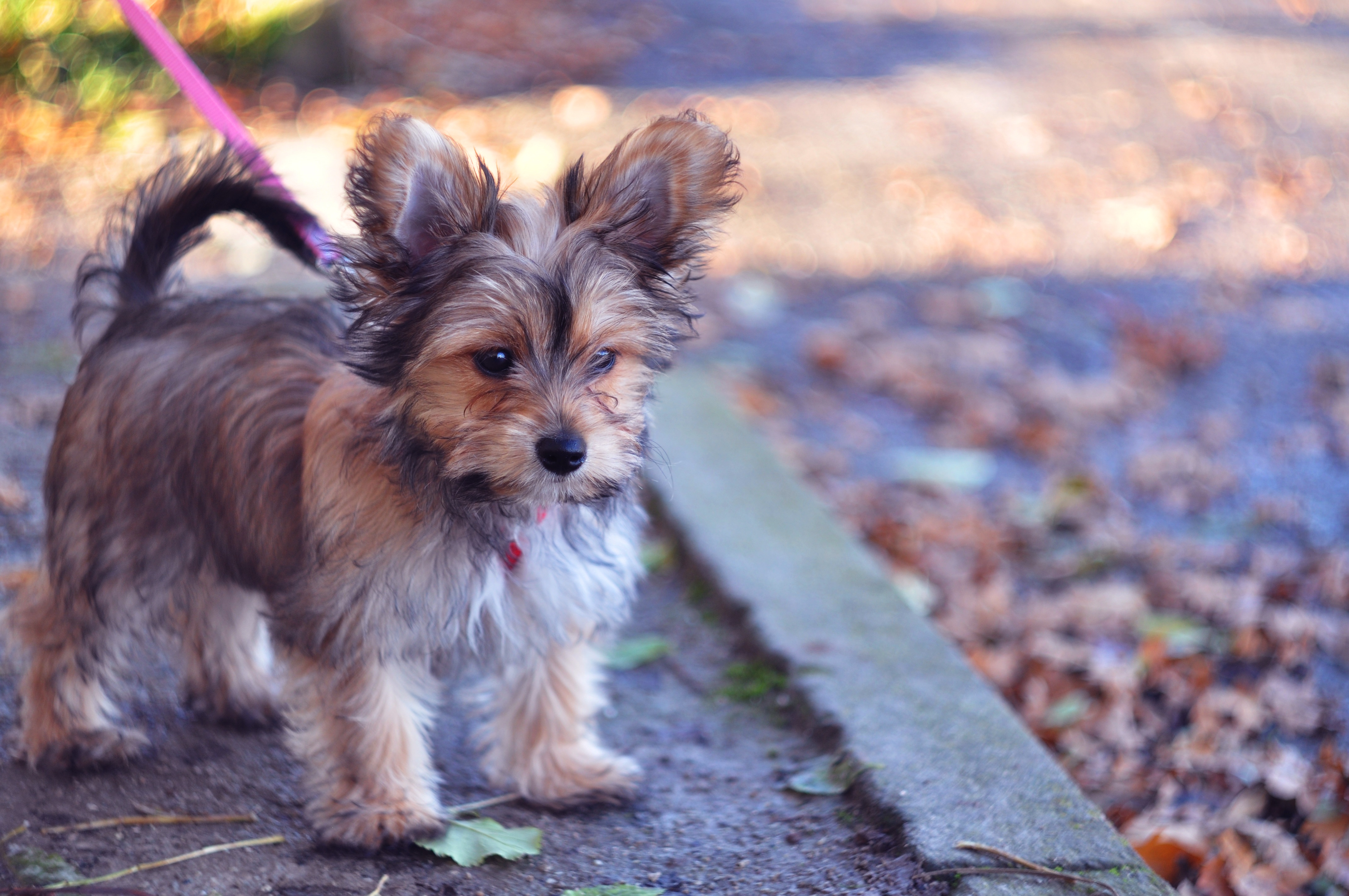 chihuahua cross with yorkshire terrier