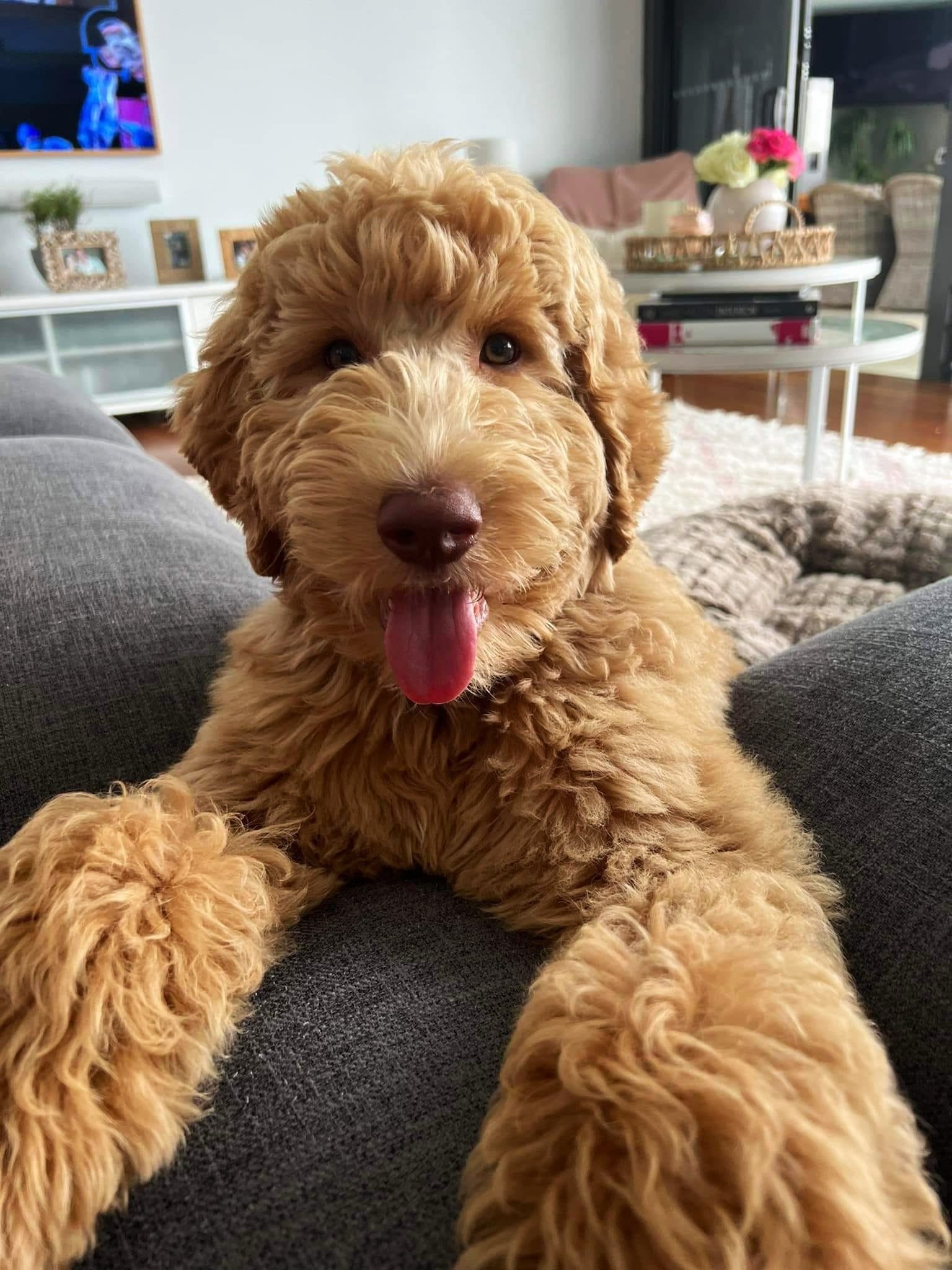 goldendoodle for sale nsw