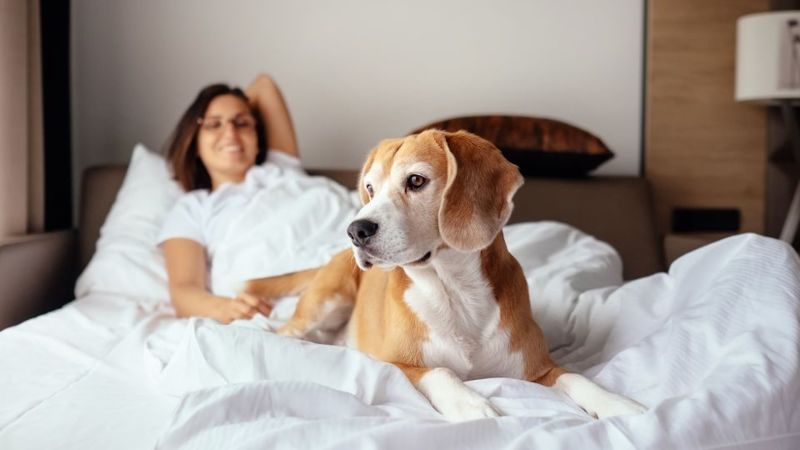 pet friendly hotels near me