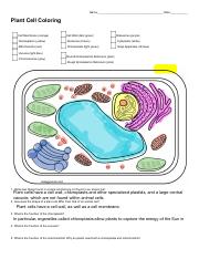 plant cell coloring key answers