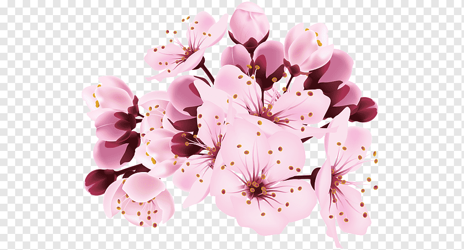 sakura flower png