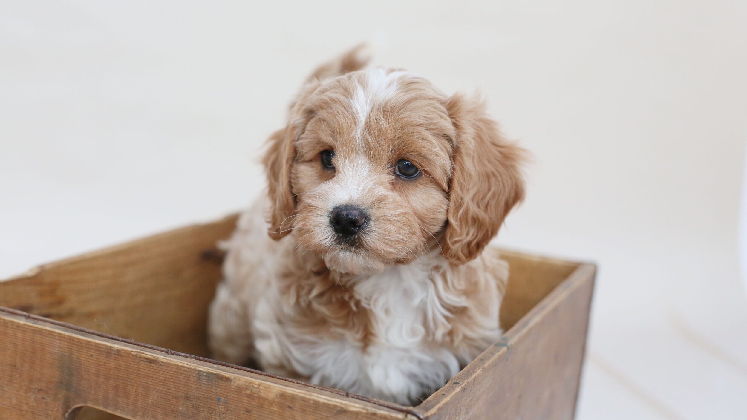 cavapoos for sale