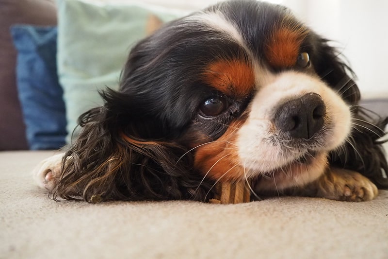 cavalier king charles hypoallergenic