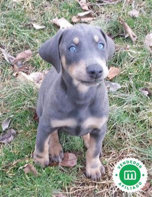 blue doberman dog