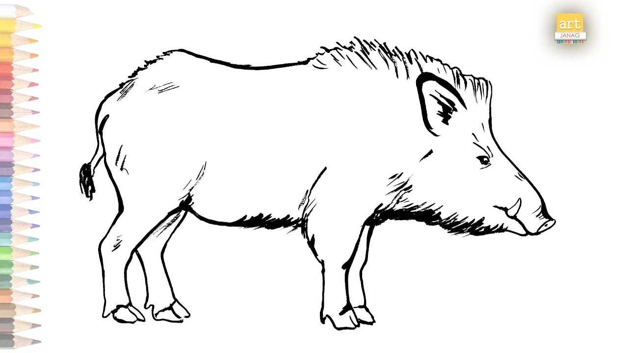 wild boar drawing