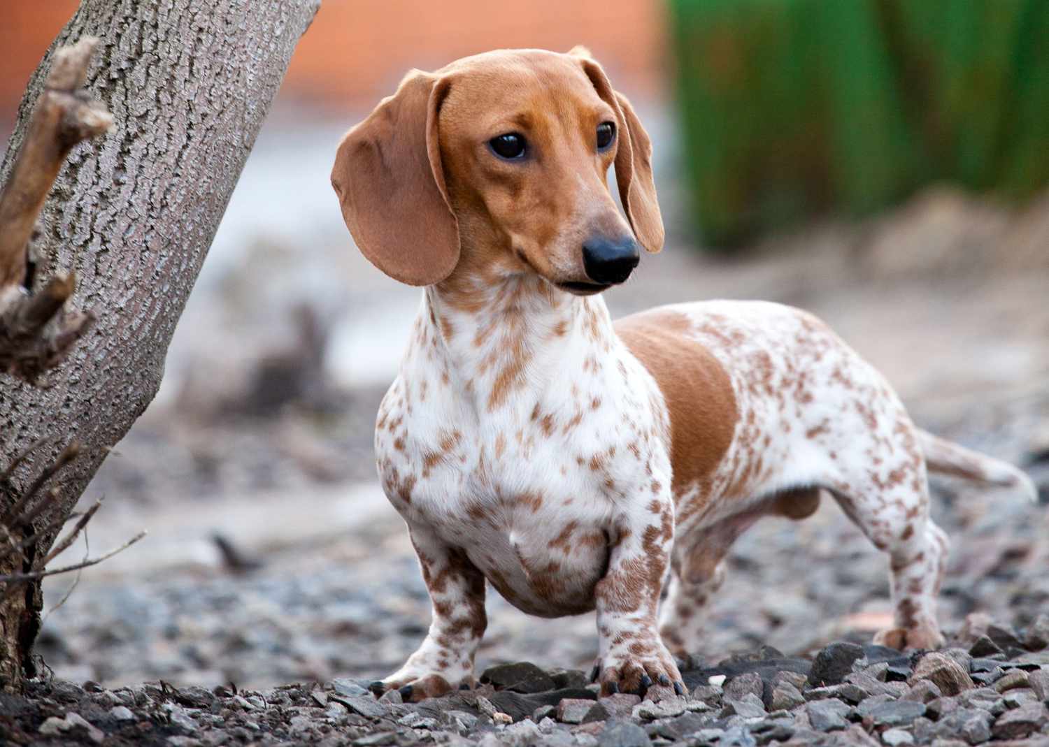 dachshund temperament