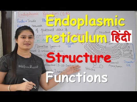 endoplasmic meaning in hindi