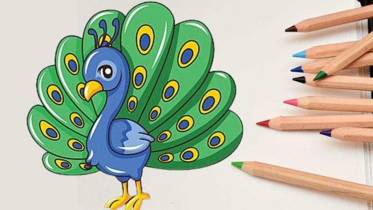 peacock drawing for kids