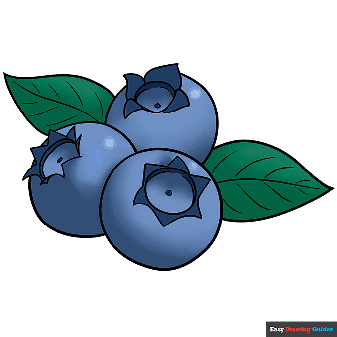 drawn blueberry