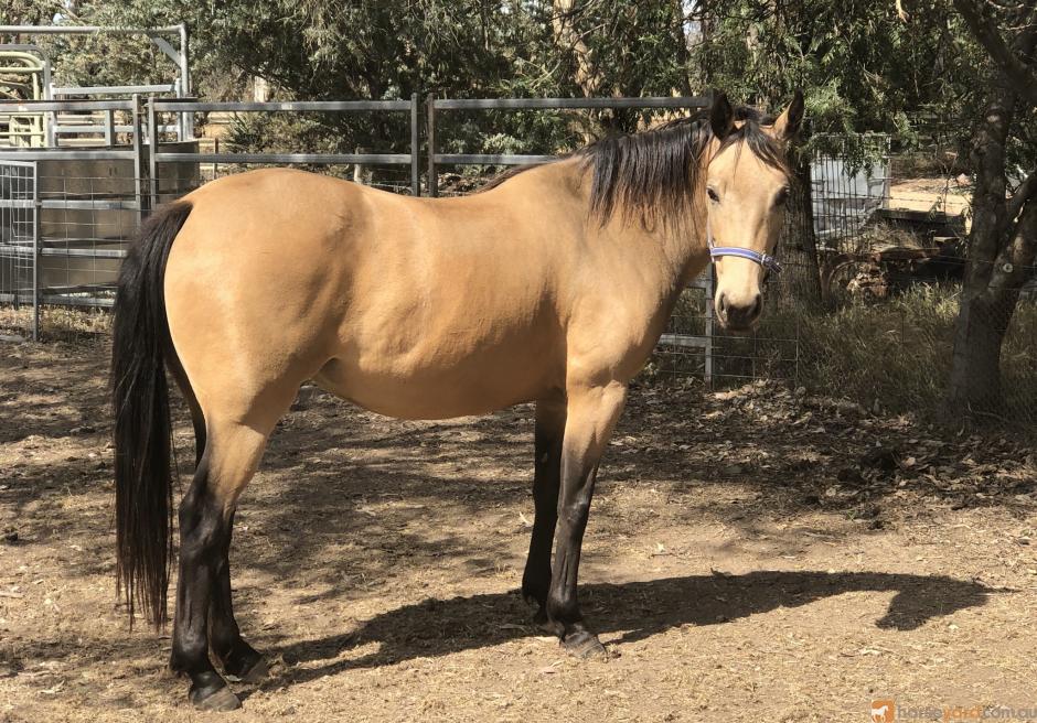 quarter horse for sale nsw