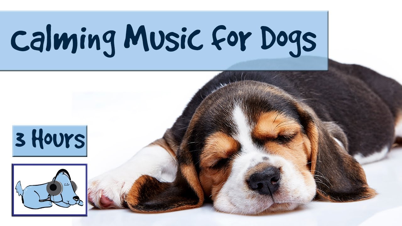 music for anxious dogs