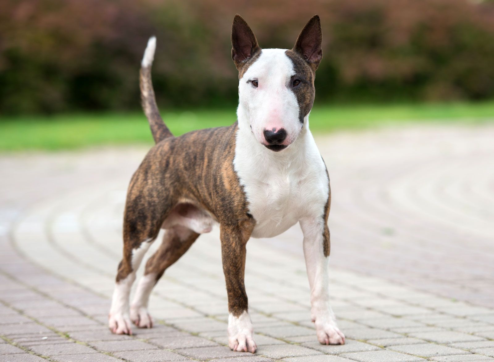 pics of bull terrier dogs