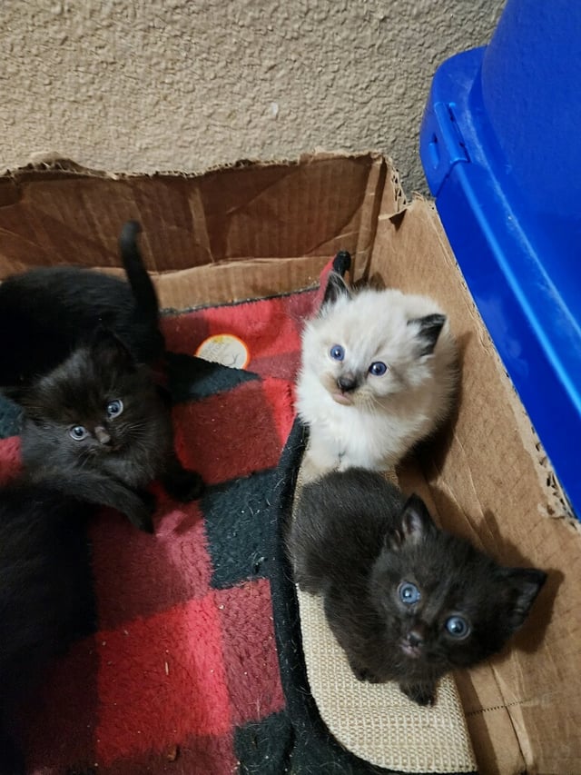 kittens free to good homes