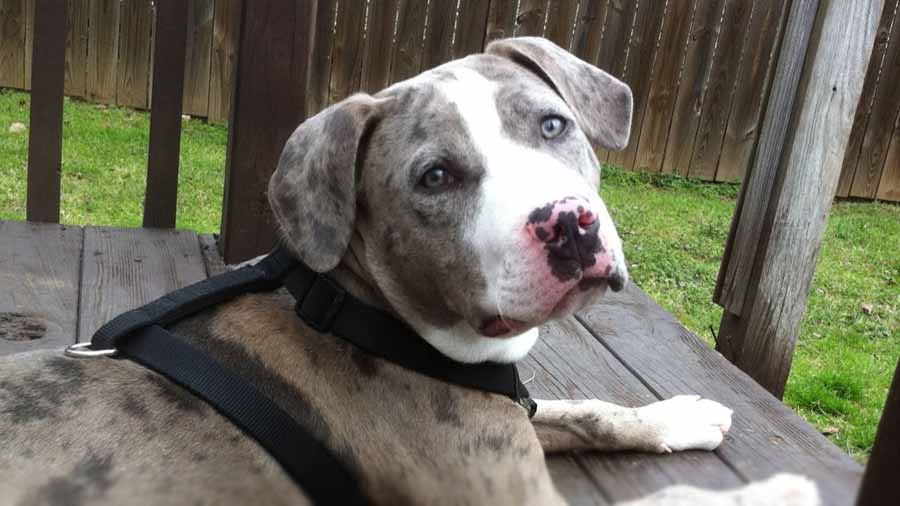 catahoula american bulldog