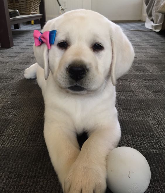 cute labrador puppies