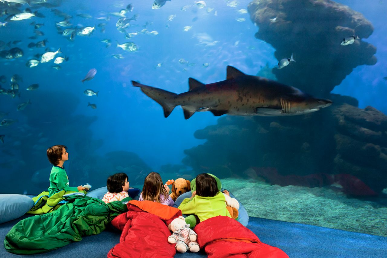 palma aquarium reviews