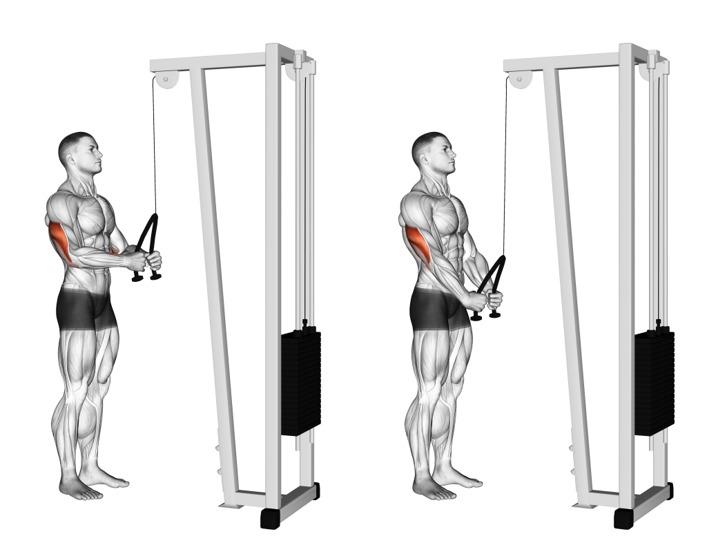 alternatives to dips for chest