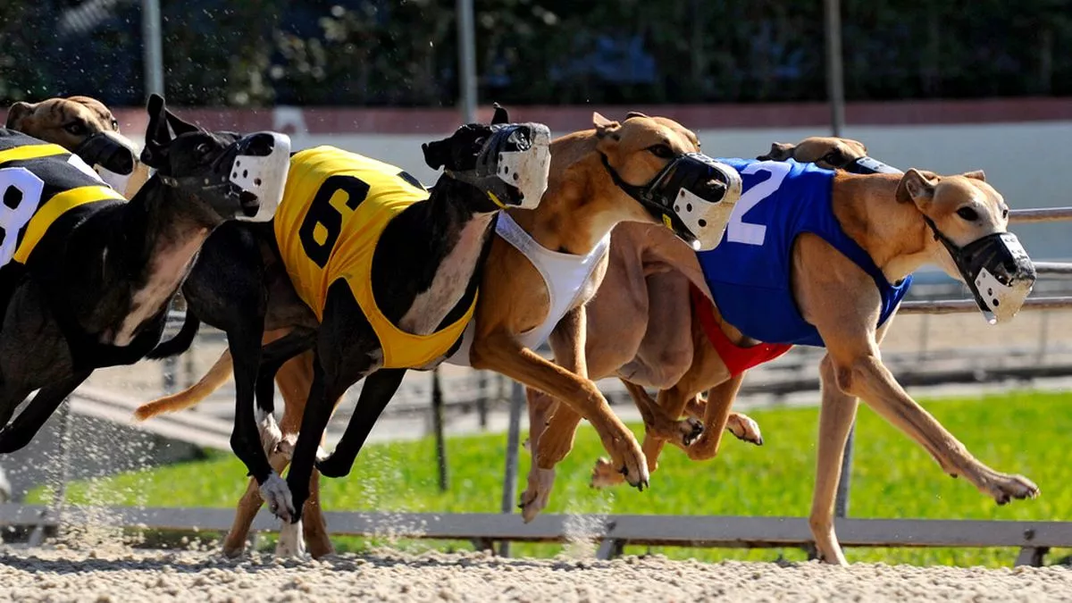 greyhound results today fast results