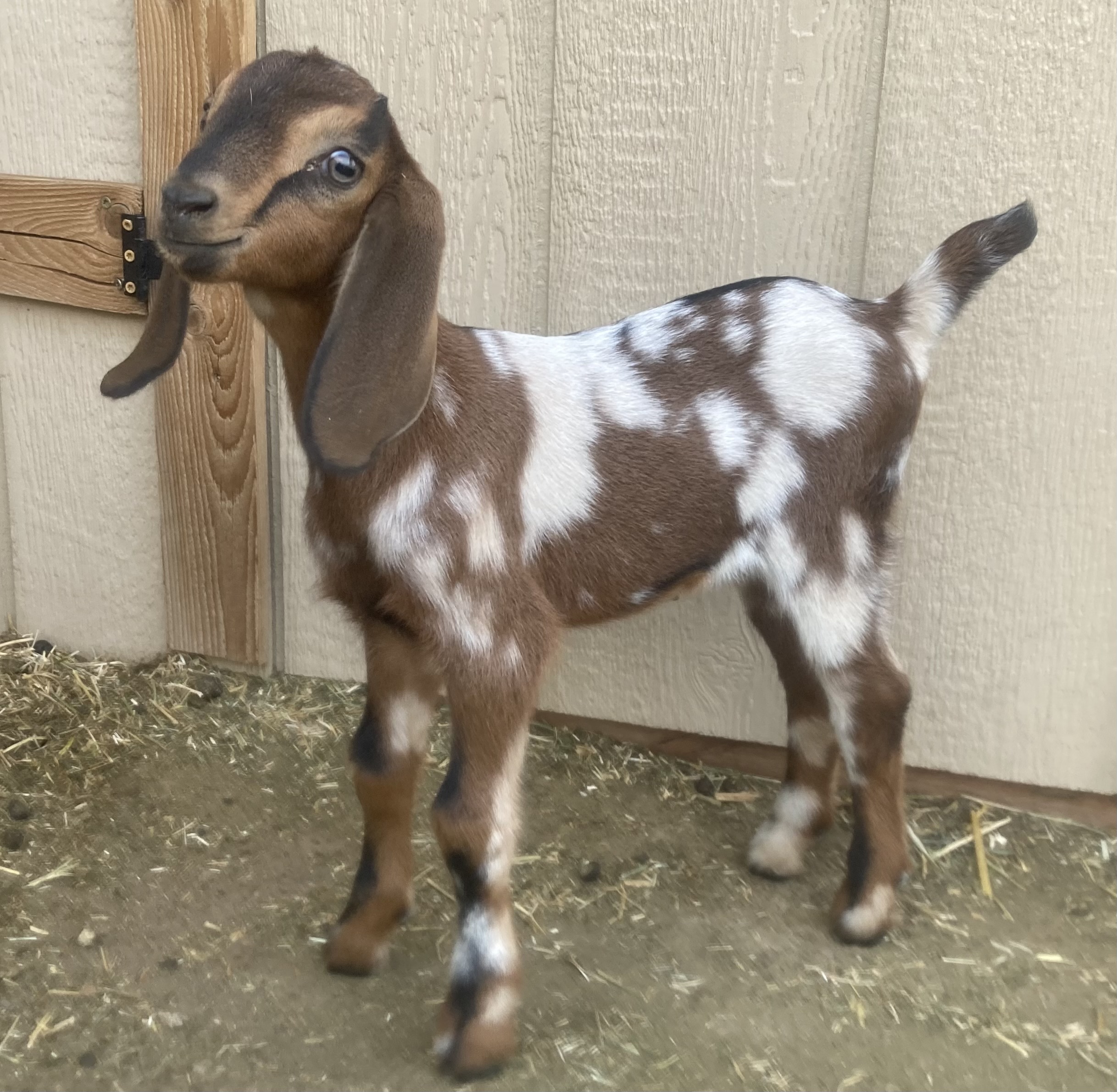 goats for sale colorado