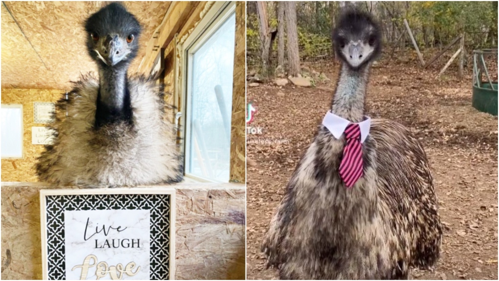 angry emu karen