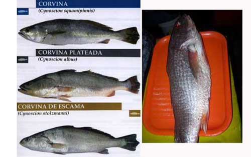 corvina translation