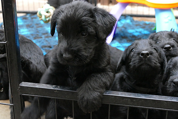 buying a schnauzer puppy