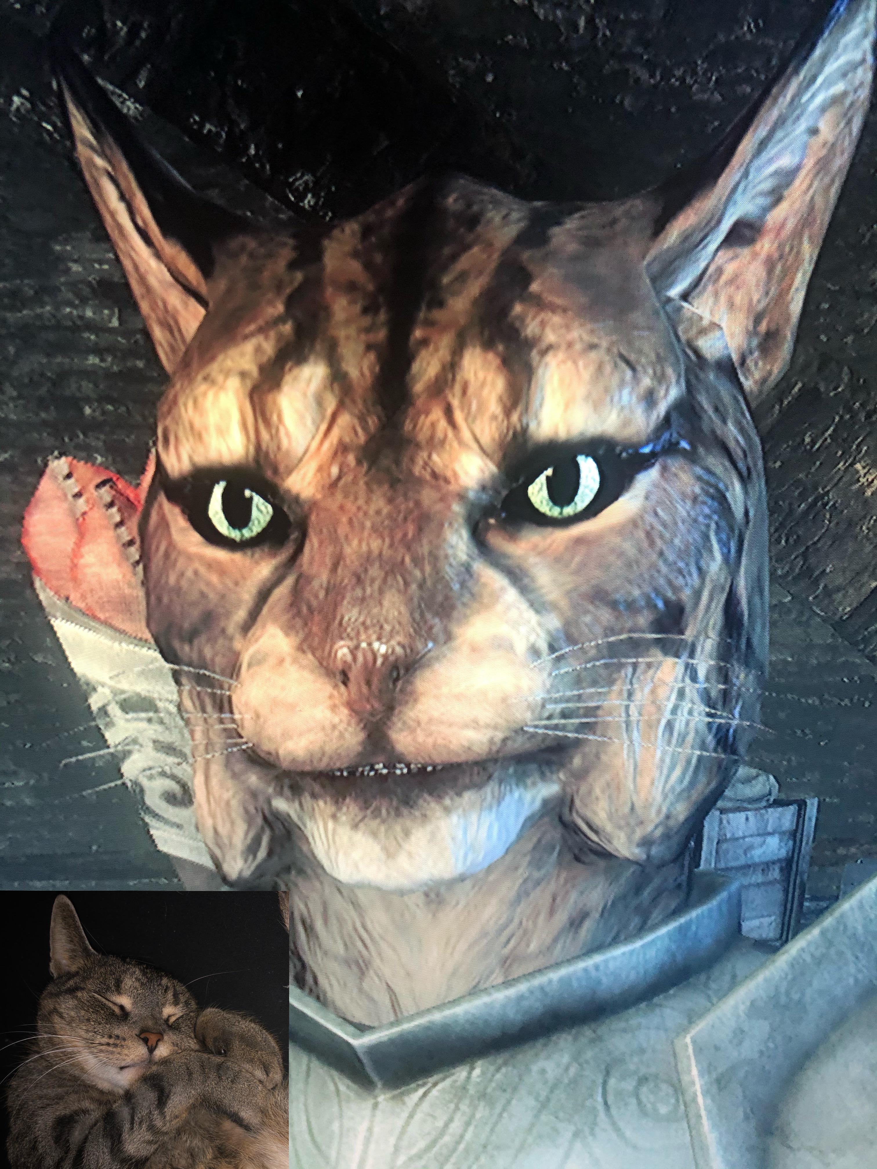 skyrim cat