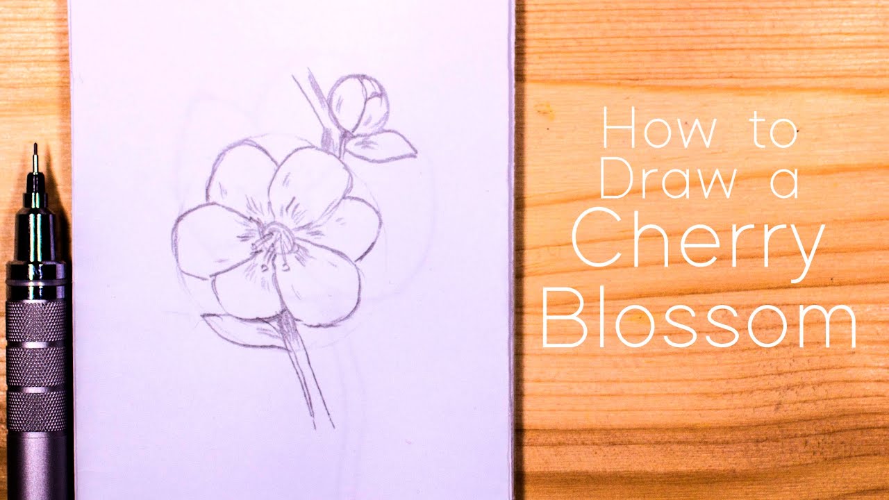 drawings of cherry blossom