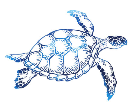 turtle drawing pictures