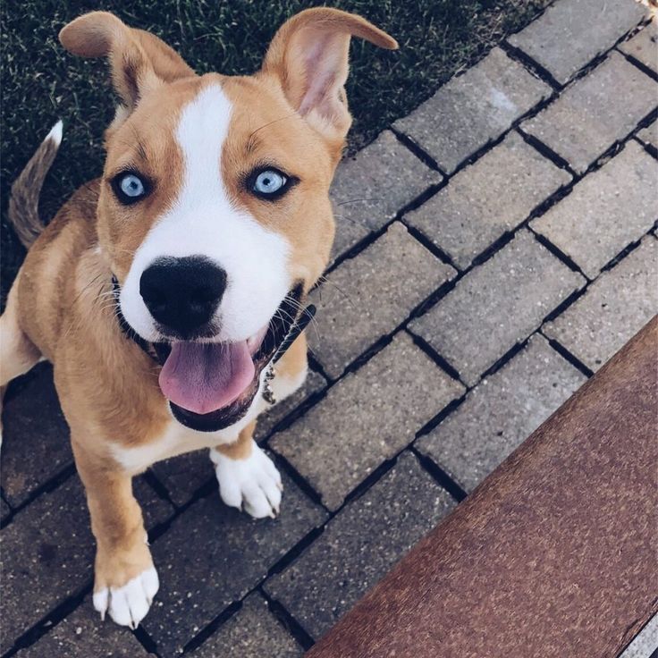 pitbull y husky